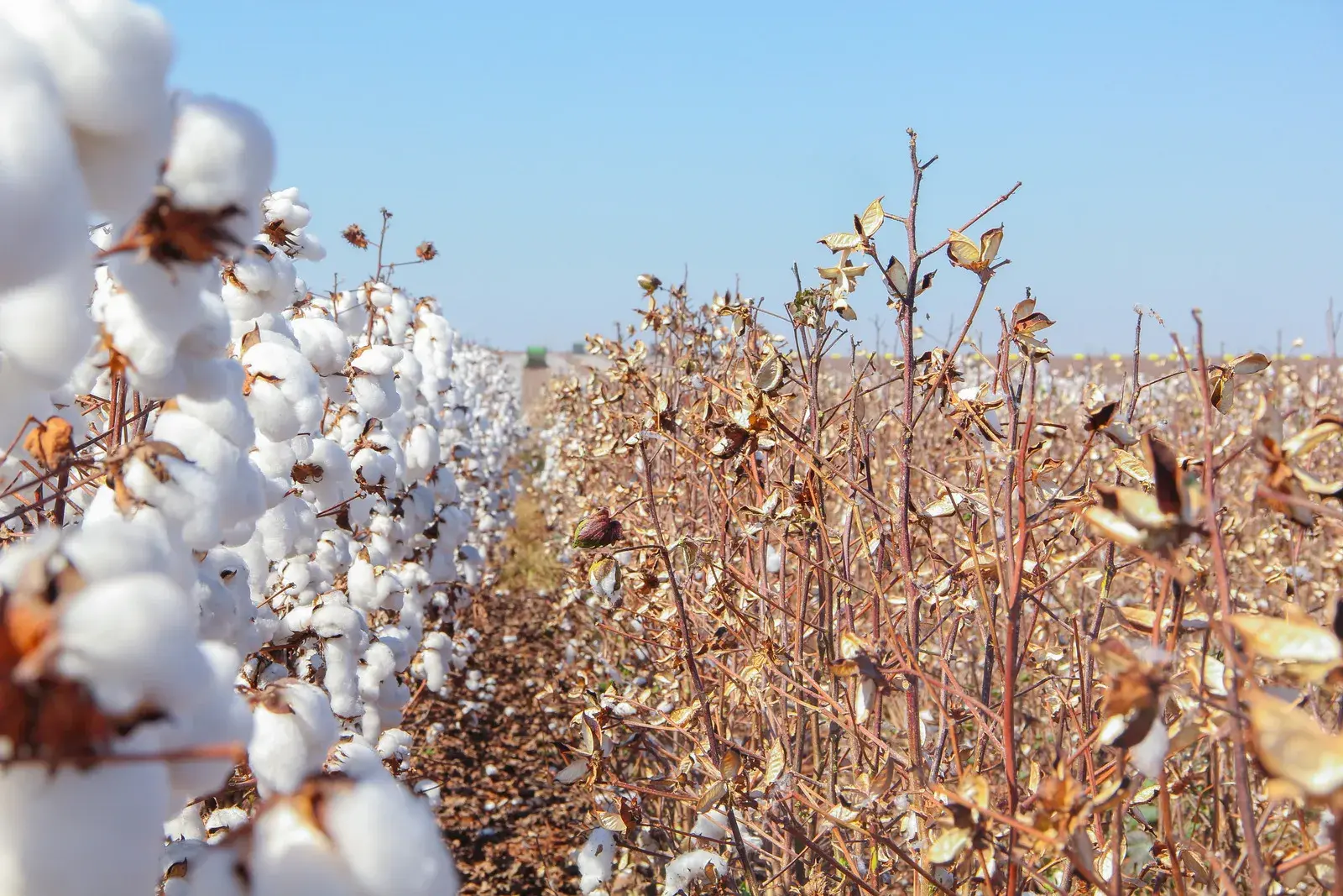 cotton image world fairtrade day cws newsjpg2