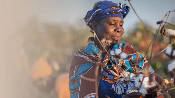 cotton africa verlaufjpg